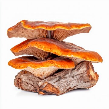 fomitopsis pinicola red belt bracket fungus isolated on white transparent background
