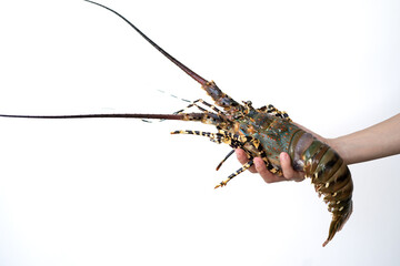 Spiny lobster in the hands, inhabits tropical and subtropical waters.