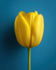 Yellow Tulip on Cobalt Blue Background, Bold Color Contrast, Graphic Poster Aesthetic