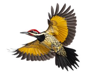 Woodpecker in Mid-Flight with Wings Spread and Red Crest Visible, isolated on transparent background PNG