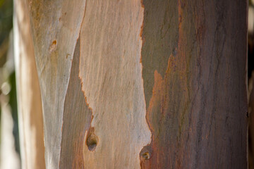 Close-up of eucalyptus bark showing layered texture and natural patterns