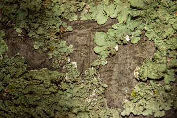 Close-up of lichen-covered tree bark in a temperate forest setting
