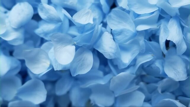 Motion of Flowing and Falling Blue Petals