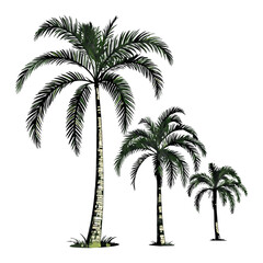 Vector illustration of three palm trees with detailed foliage on a clean white background