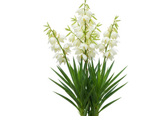 A tall stalk of white yucca flowers with green sword like leaves isolated on transparent background