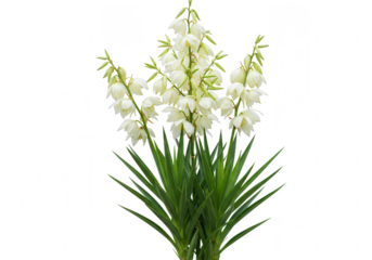 A tall stalk of white yucca flowers with green sword like leaves isolated on transparent background