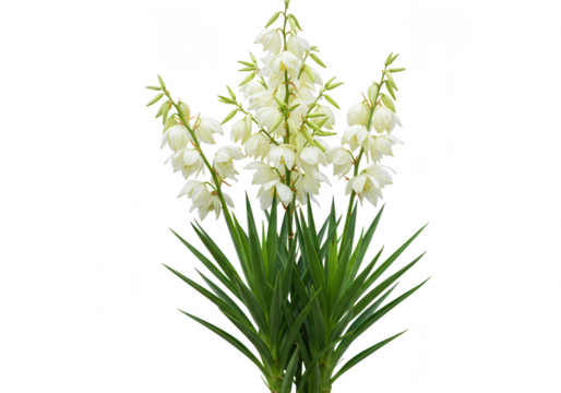A tall stalk of white yucca flowers with green sword like leaves isolated on transparent background