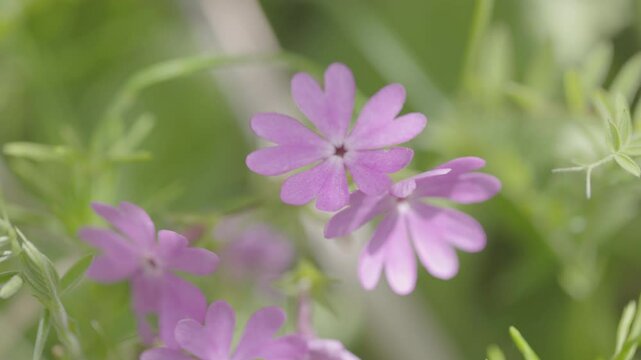 Primula sieboldii (Japanese primrose / サクラソウ) blooming in Aso&rsquo;s spring grasslands, Japan &ndash; C-Log 4K footage / Canon R5 / Near Threatened species (Japan Red List 2020)