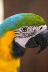 Brilliant Macaw Parrot in Lush Tropical Rainforest Canopy