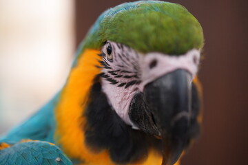 Brilliant Macaw Parrot in Lush Tropical Rainforest Canopy