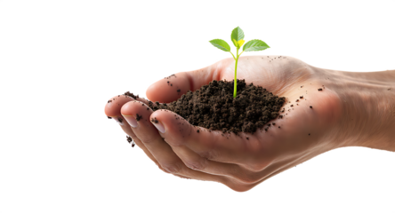 New life's gentle beginning: a small green plant nestled in caring hands, symbolizing growth, nature, and the environment's future