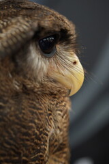 Mesmerizing Owl Close-Up Showing Detail, Eyes, and Feathers