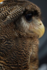 Obraz premium Mesmerizing Owl Close-Up Showing Detail, Eyes, and Feathers