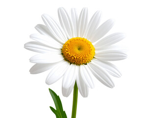 Single blooming shasta daisy with stem and leaves, isolated on transparent background PNG