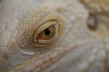 Stunning Macro of Lizard Eye Revealing Texture and Detail