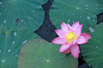 Close-up of bright pink lotus flower with yellow center surrounded by dark green leaves and water featuring clean copy space. Botanical contrast concept