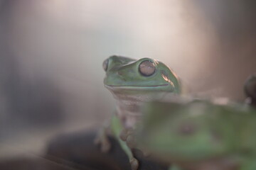 Litoria caerulea: Australia’s Iconic Green Tree Frog