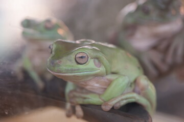 Litoria caerulea: Australia’s Iconic Green Tree Frog