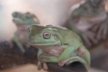 Litoria caerulea: Australia’s Iconic Green Tree Frog