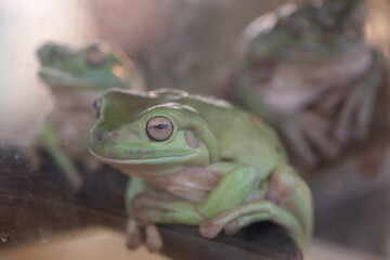Litoria caerulea: Australia’s Iconic Green Tree Frog