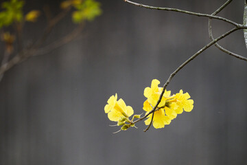 Cluster of Handroanthus chrysanthus flowers blooming on bare branch against blue sky in Nam Cheong,...
