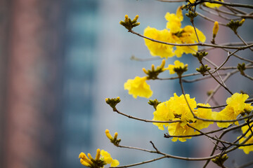 Cluster of Handroanthus chrysanthus flowers blooming on bare branch against blue sky in Nam Cheong, Hong Kong.