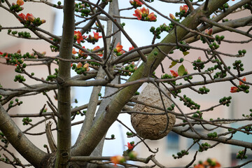 Wasp nest on blooming Bombax ceiba branches with red flowers in Nam Cheong, Hong Kong.
