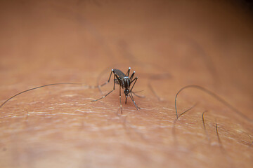 A garden mosquito (Aedes sp.) feeds on human skin, a known vector capable of transmitting dengue and chikungunya viruses.