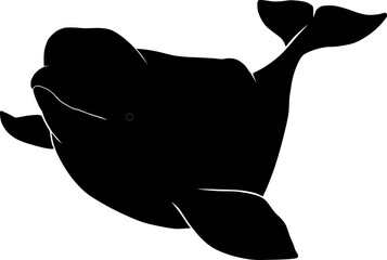 Beluga whale