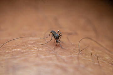 A garden mosquito (Aedes sp.) feeds on human skin, a known vector capable of transmitting dengue and chikungunya viruses.