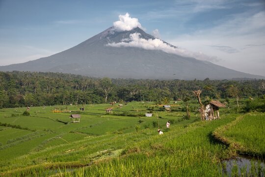 Farmers tend to rice paddies in Bali, Indonesia, with Mount Agung in the background. The lush green landscape shows the importance of agriculture in the region.