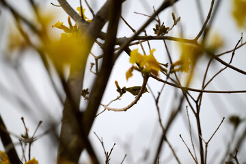 Swinhoe's White-eye (Zosterops simplex) perched on Handroanthus chrysanthus branch in Nam Cheong, Hong Kong
