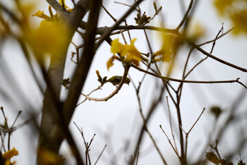 Swinhoe's White-eye (Zosterops simplex) perched on Handroanthus chrysanthus branch in Nam Cheong, Hong Kong
