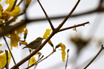 Swinhoe's White-eye (Zosterops simplex) perched on Handroanthus chrysanthus branch in Nam Cheong, Hong Kong