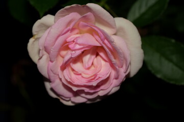 Radiant Pink Rose in Bloom: Elegance in Every Layer