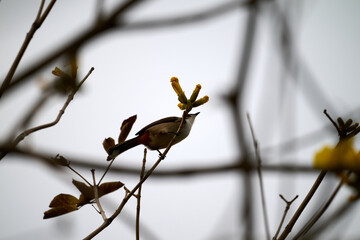 Red-whiskered Bulbul (Pycnonotus jocosus) perched on Handroanthus chrysanthus branch in Nam Cheong, Hong Kong.