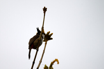 Red-whiskered Bulbul (Pycnonotus jocosus) perched on Handroanthus chrysanthus branch in Nam Cheong,...