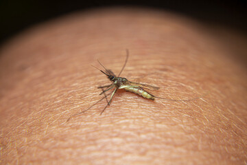 close-up macro of a mosquito (Aedes aegypti) squashed on human skin. Known for feeding on blood, it thrives in tropical habitats near stagnant water