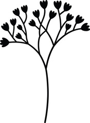 Delicate branching plant with small buds botanical