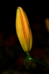 Lily Bud in Waiting: A Portrait of Quiet Transformation