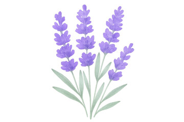 Obraz premium Hand-drawn lavender flowers form a beautiful bouquet with a transparent background, perfect for design projects