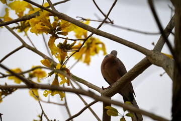  Spotted Dove (Streptopelia chinensis) on Handroanthus chrysanthus branch in Nam Cheong, Hong Kong.