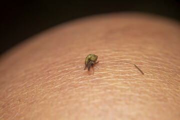 close-up macro of a mosquito (Aedes aegypti) squashed on human skin. Known for feeding on blood, it...