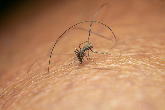 A garden mosquito (Aedes sp.) feeds on human skin, a known vector capable of transmitting dengue and chikungunya viruses.