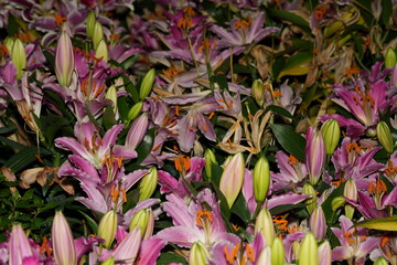 Pink Lilies in Bloom: A Lush Dance of Color and Elegance