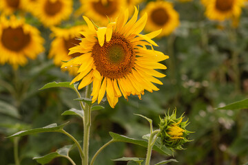 Close-up of vibrant yellow sunflower in full bloom on a summer field, with a blurred background of other sunflowers, nature and agriculture themed macro photo