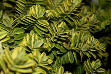 Variegated Green and Yellow Leaves in Lush Overlap
