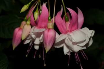 Fuchsia Flowers: Dancers in Pink on Nature’s Velvet Stage