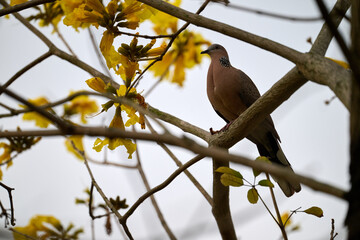 Silhouetted Spotted Dove (Streptopelia chinensis) on Handroanthus chrysanthus branch in Nam Cheong, Hong Kong.