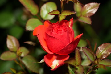 Red Rosebud Close-Up: A Poetic Glimpse of Love in Bloom